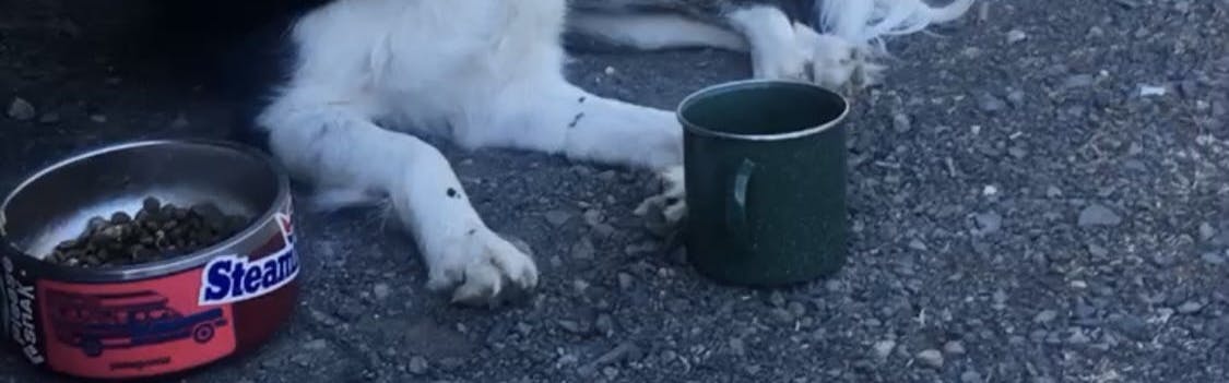 A dog laying next to a dog bowl. 