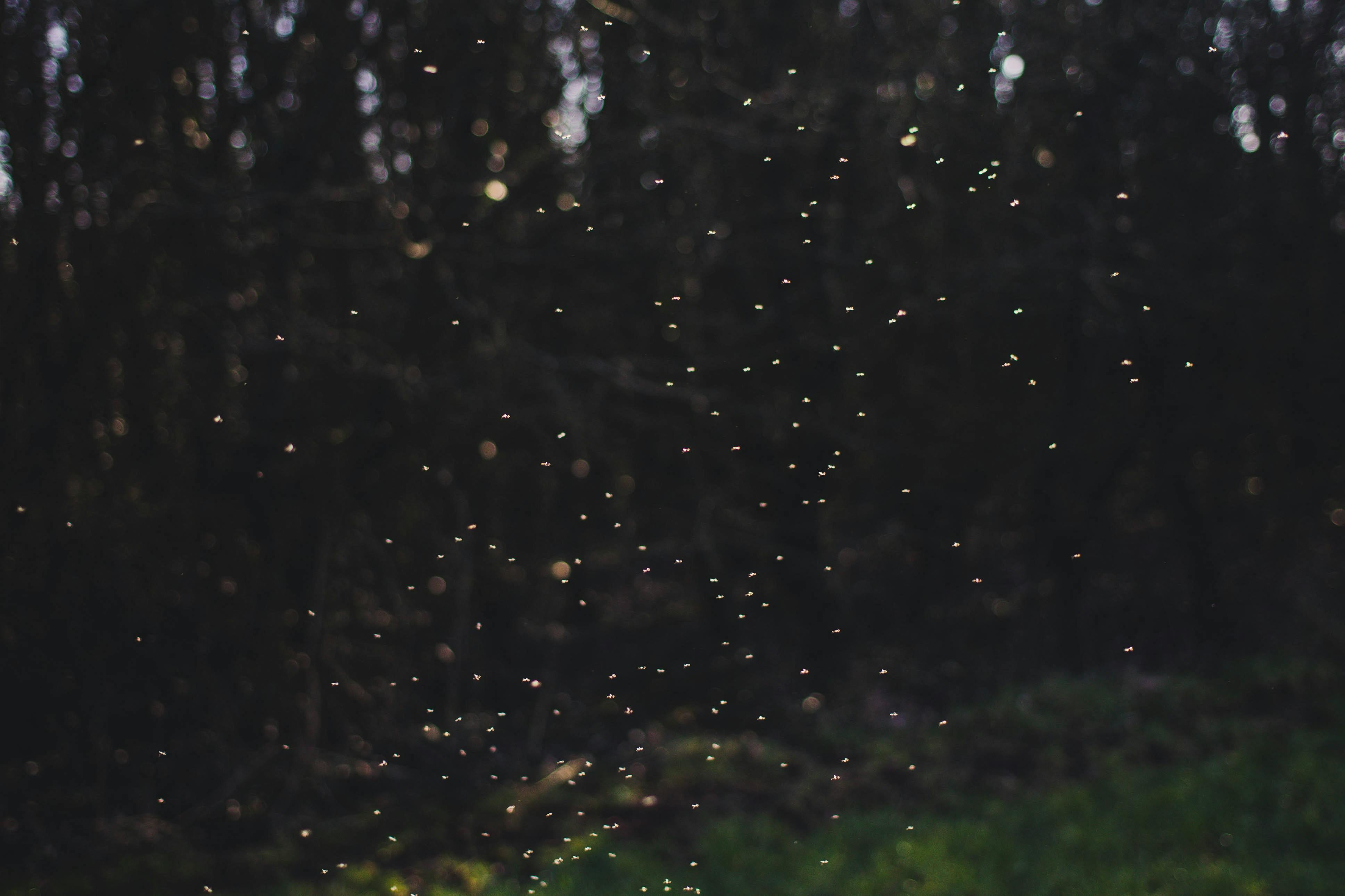 An illuminated cloud of small insects flies in front of a dark, forested background. 