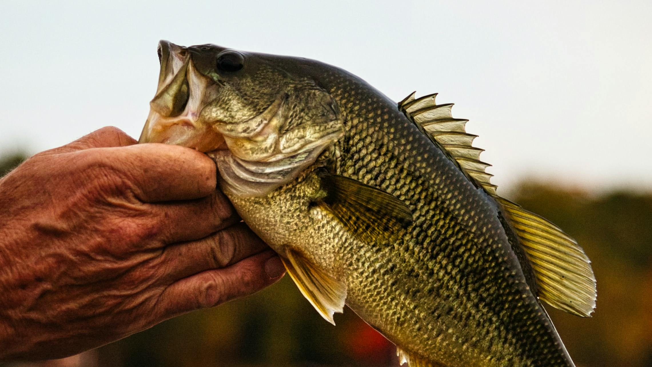 Someone holds a bass by its lip.