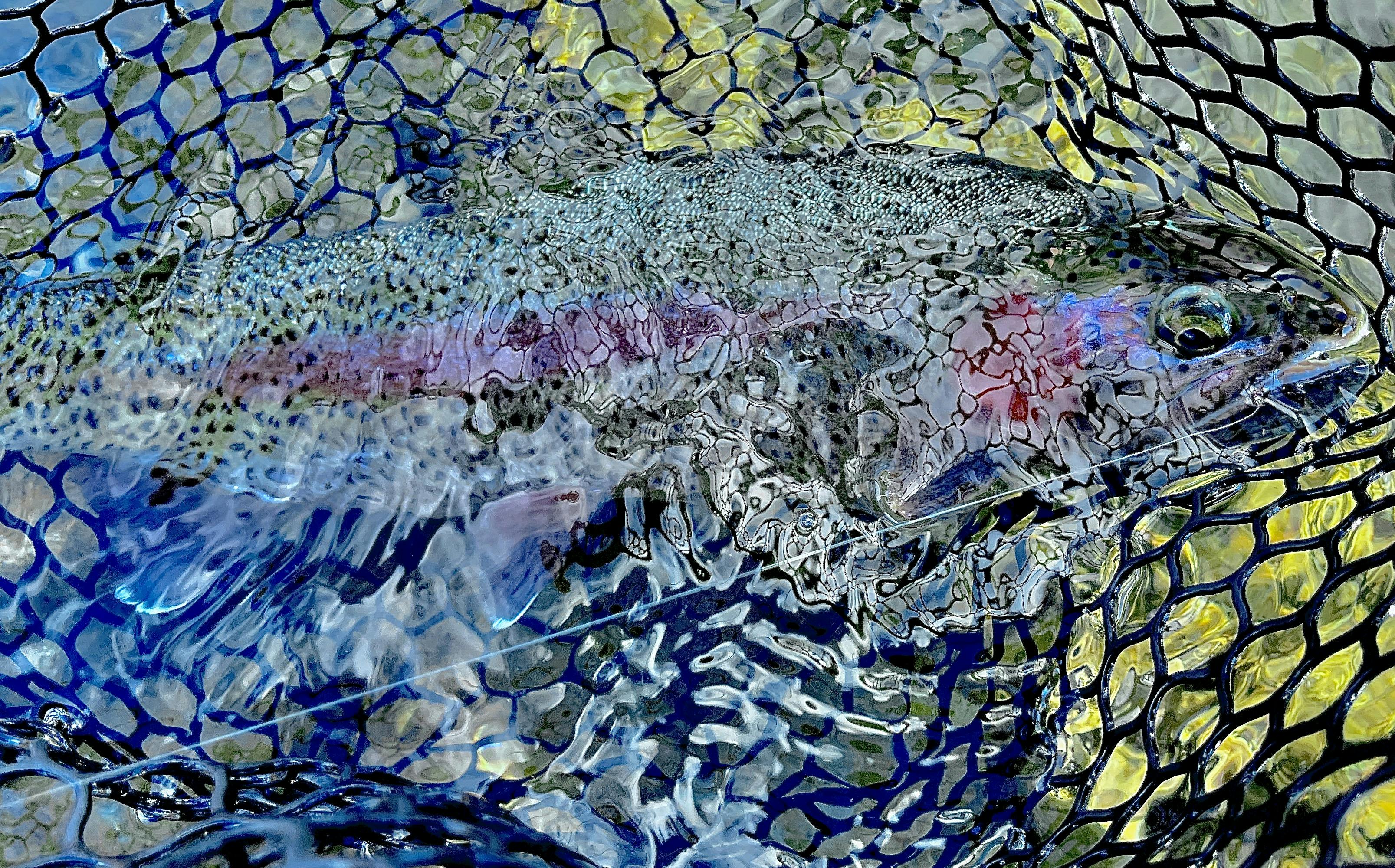 A fish lying in a net. 