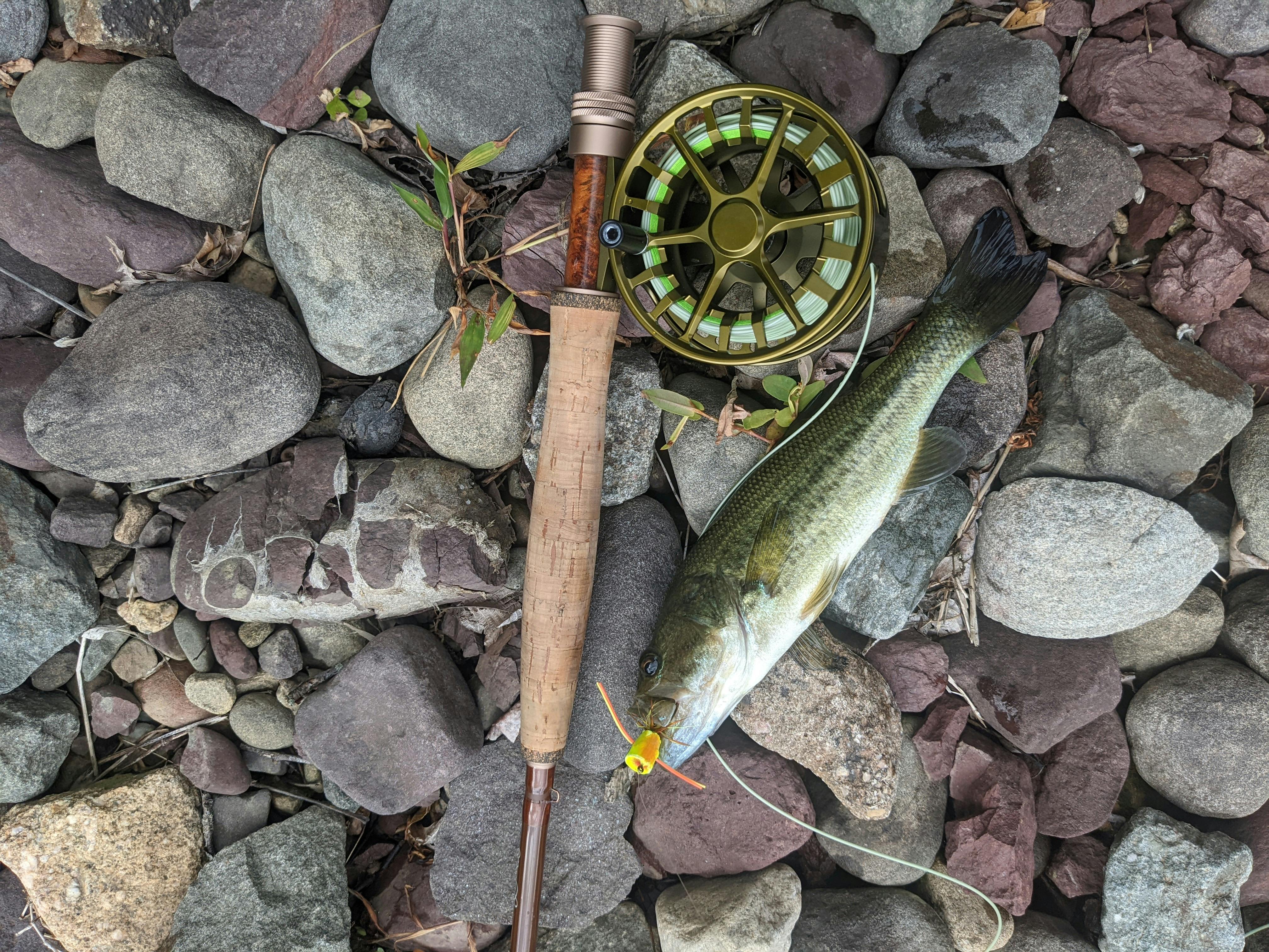 Click and Pawl vs Disc Drag Fly Reel: Which Is Best for Your Fly