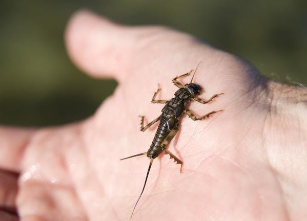 A stonefly nymph crawls on someone's hand. 