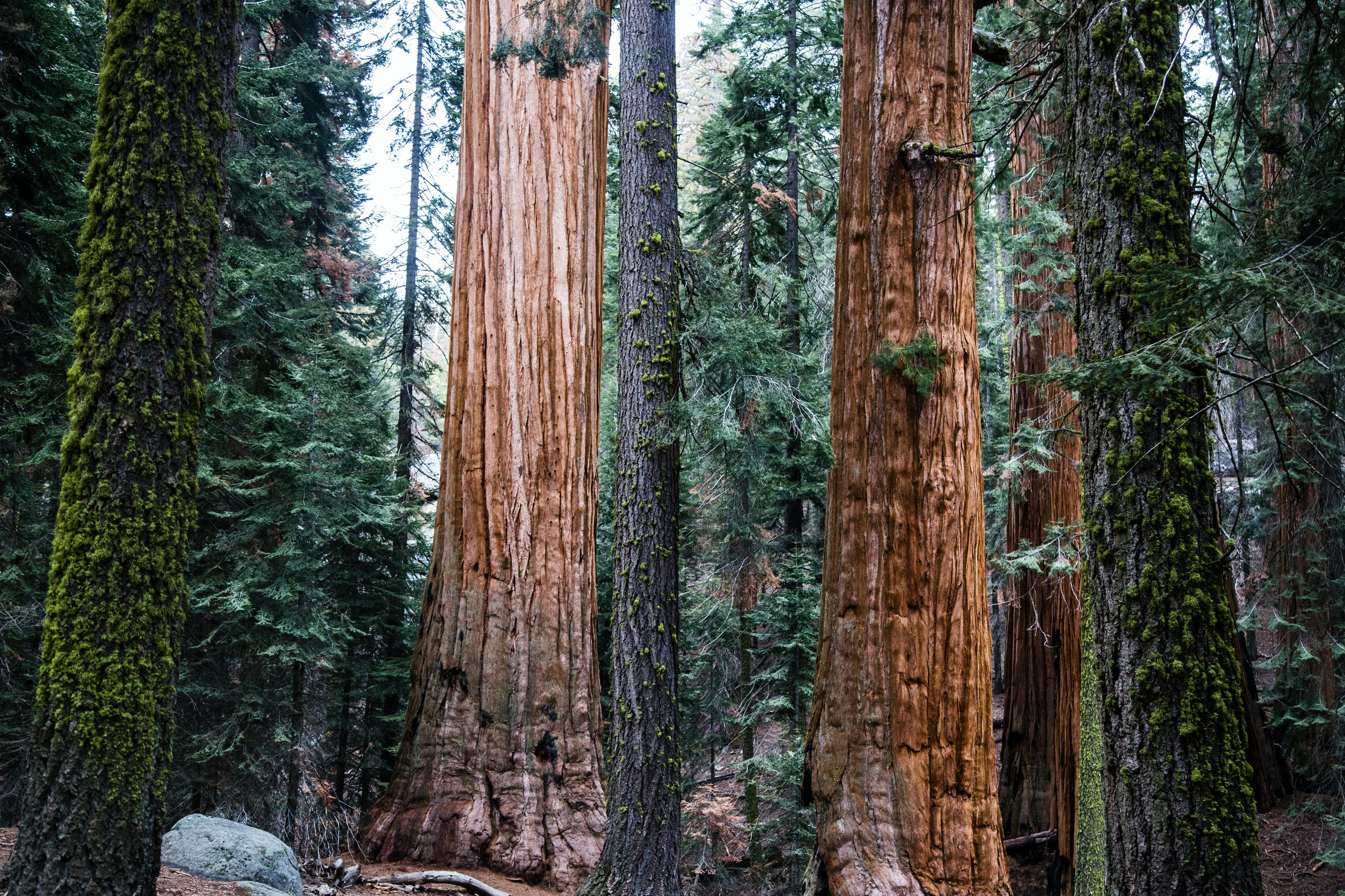 A grove of redwood trees