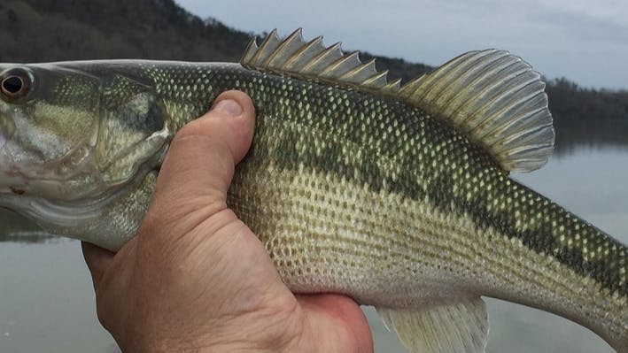 A man's hand holds out a spotted bass over a body of water.