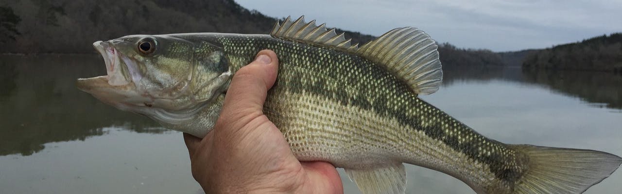 A man's hand holds out a spotted bass over a body of water.