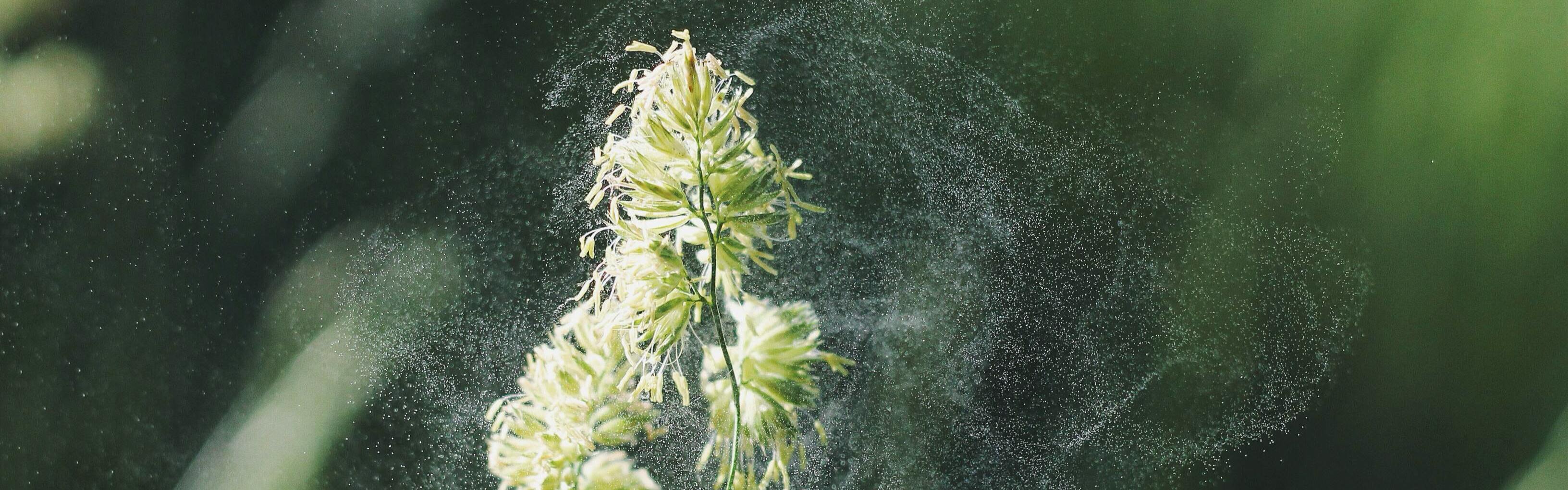 A flowering plant sheds pollen that floats through the air. 