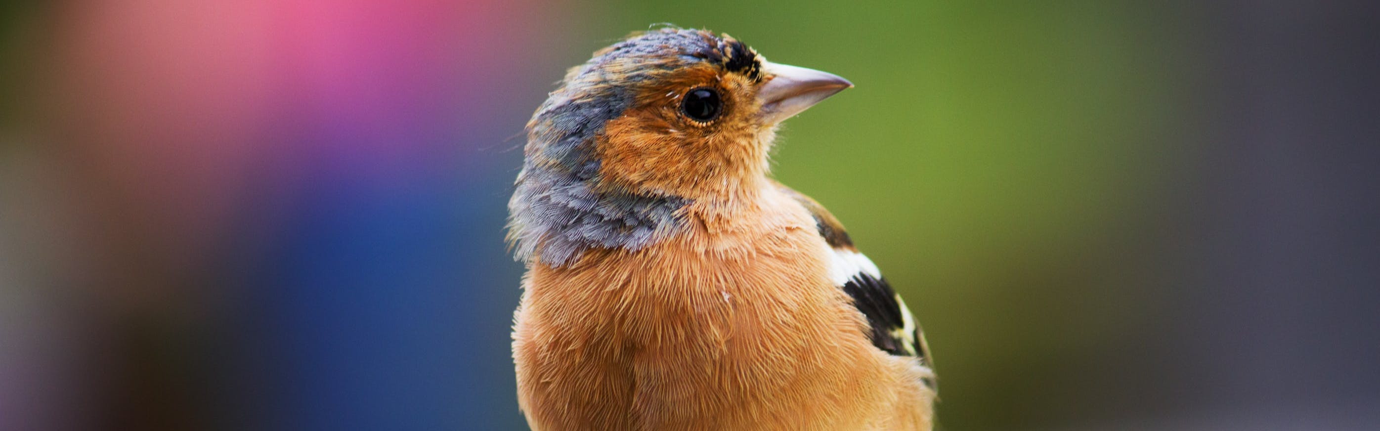 A closeup on a small grey and orange bird looking sideways