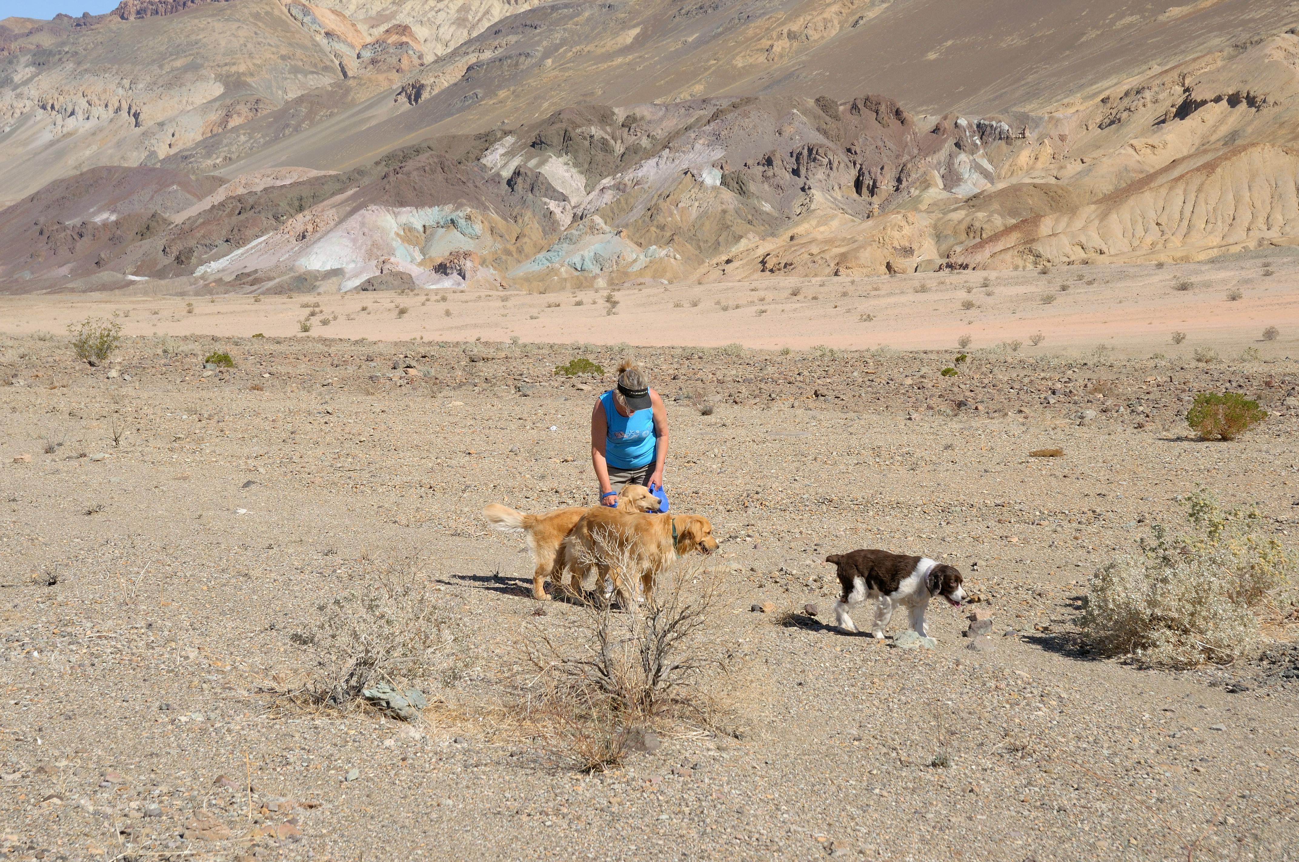 A woman hiking in the desert with two dogs. 