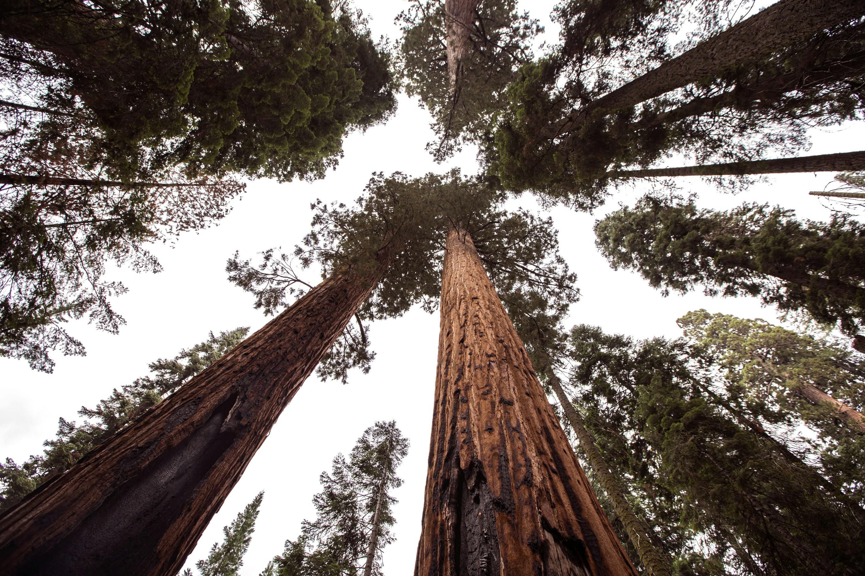 Looking up at towering Redwood trees