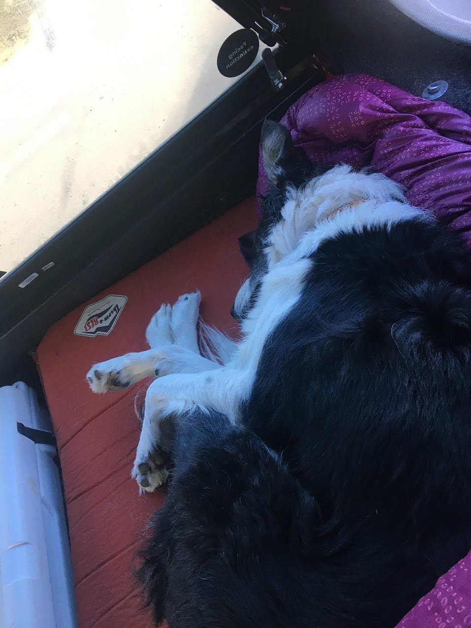 A dog snuggled up on a sleeping pad. 