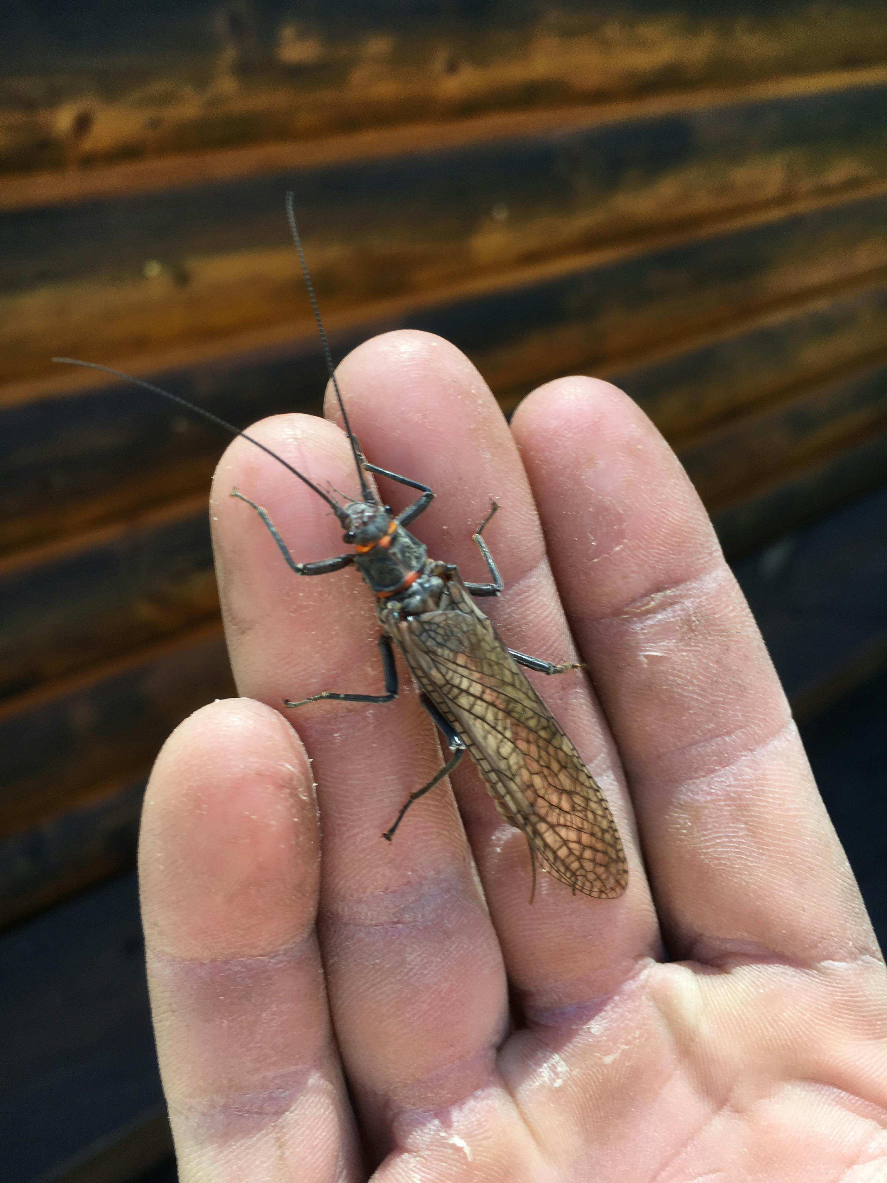 A large bug in a man's hand