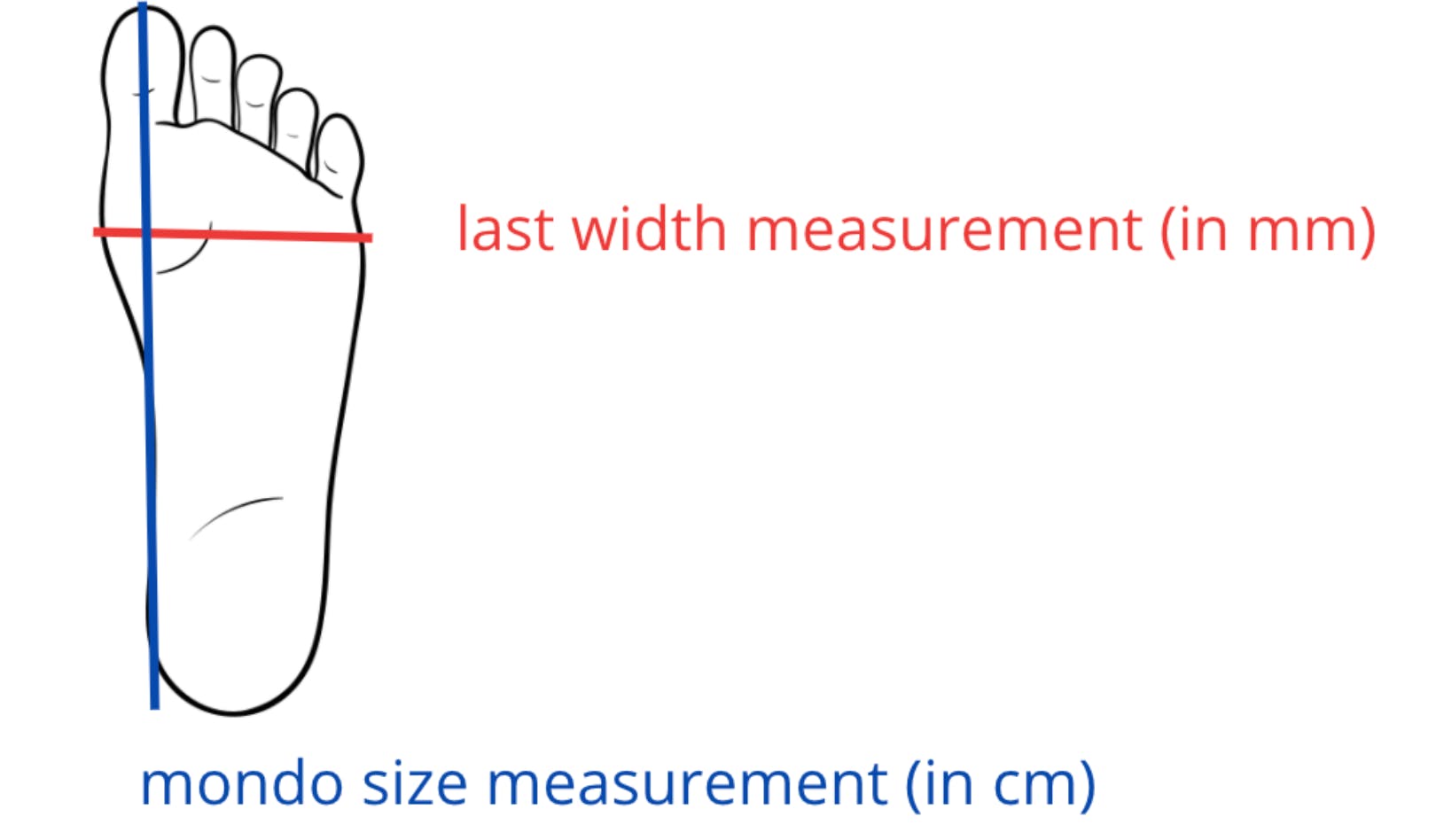 Diagram of a foot indicating where the width measurement and length measurement should be taken.