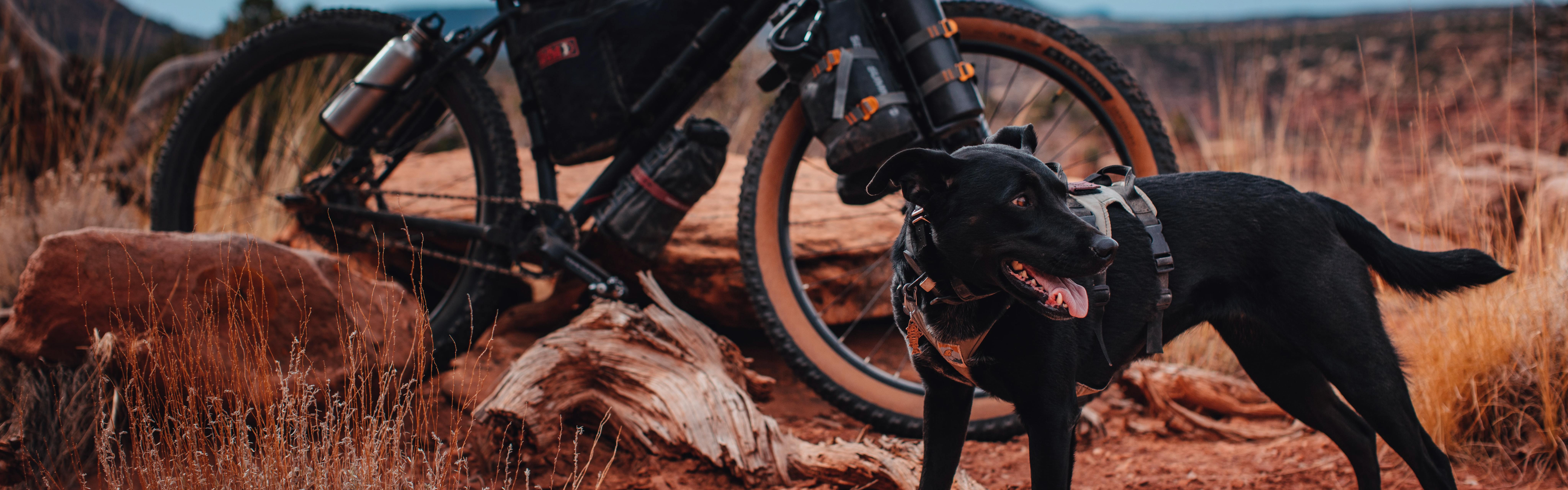 Dog standing in front of a mountain bike
