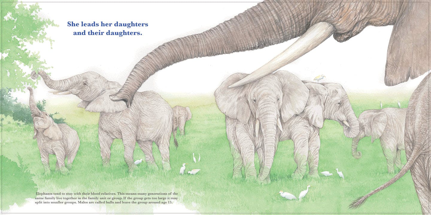 Workman Publishing She Leads: The Elephant Matriarch