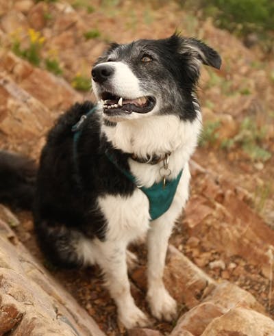A smiling dog is wearing a harness and sitting on a rock.