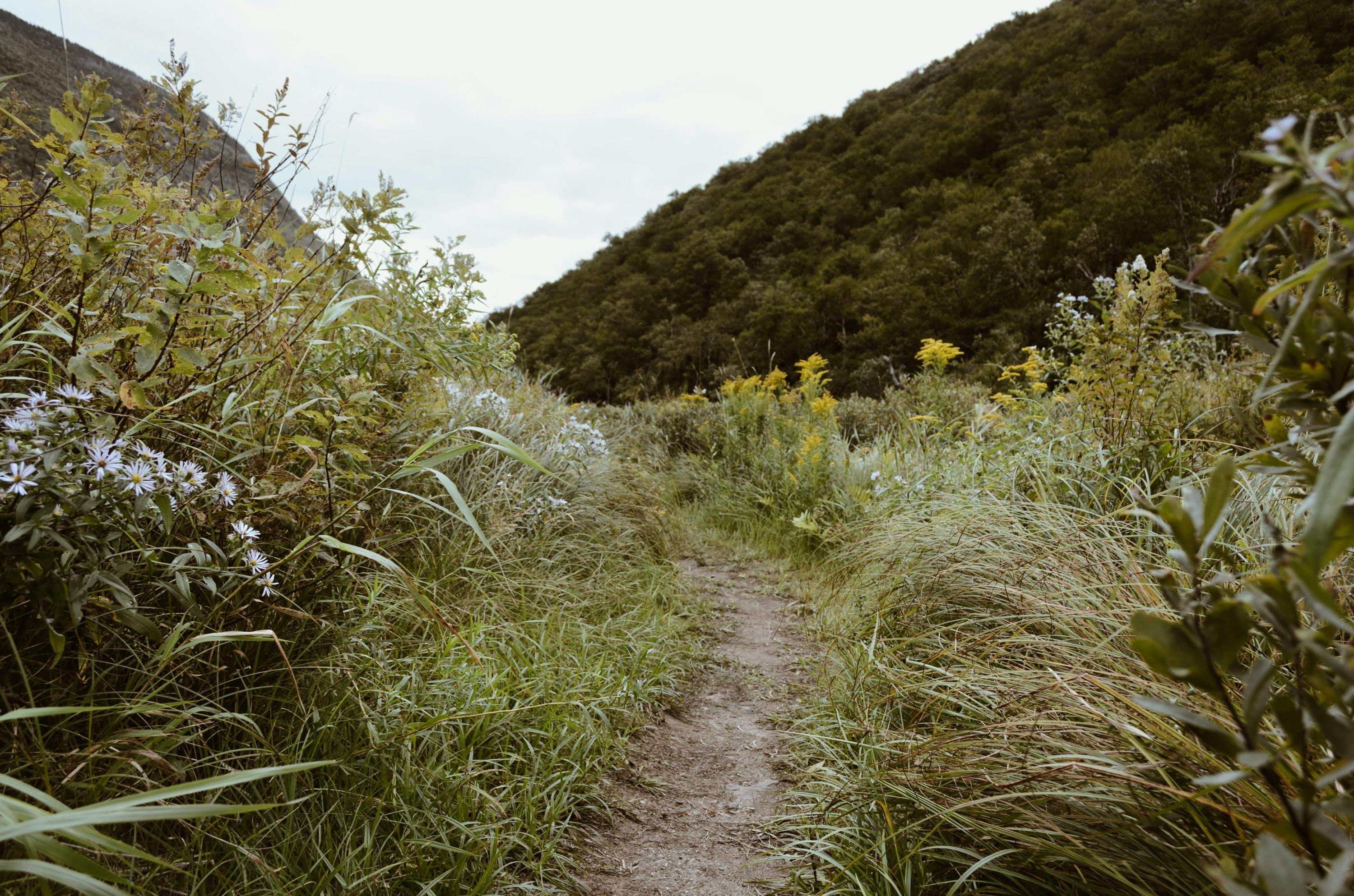 A trail goes through tall wildflowers with hills in the background.