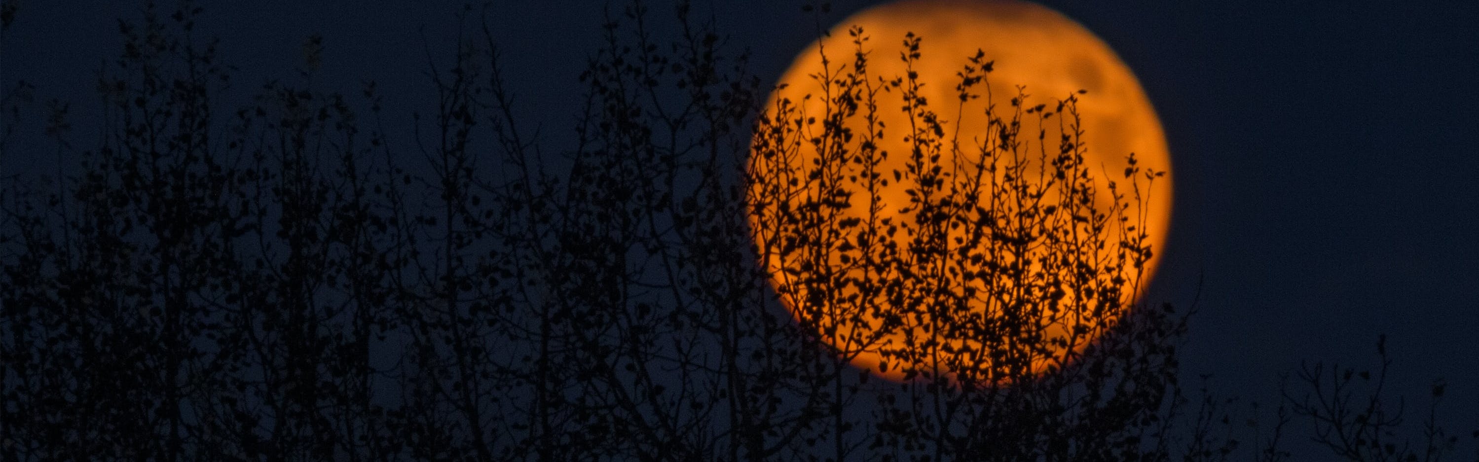 An orange moon rises into a dark sky behind trees