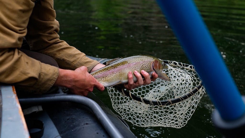 Hands hold a trout over a net and the water