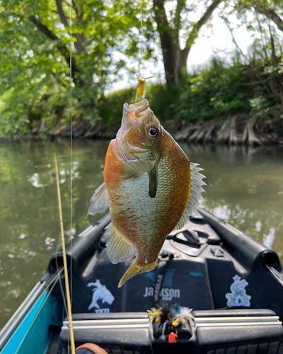A fish hanging from a rod in a boat.