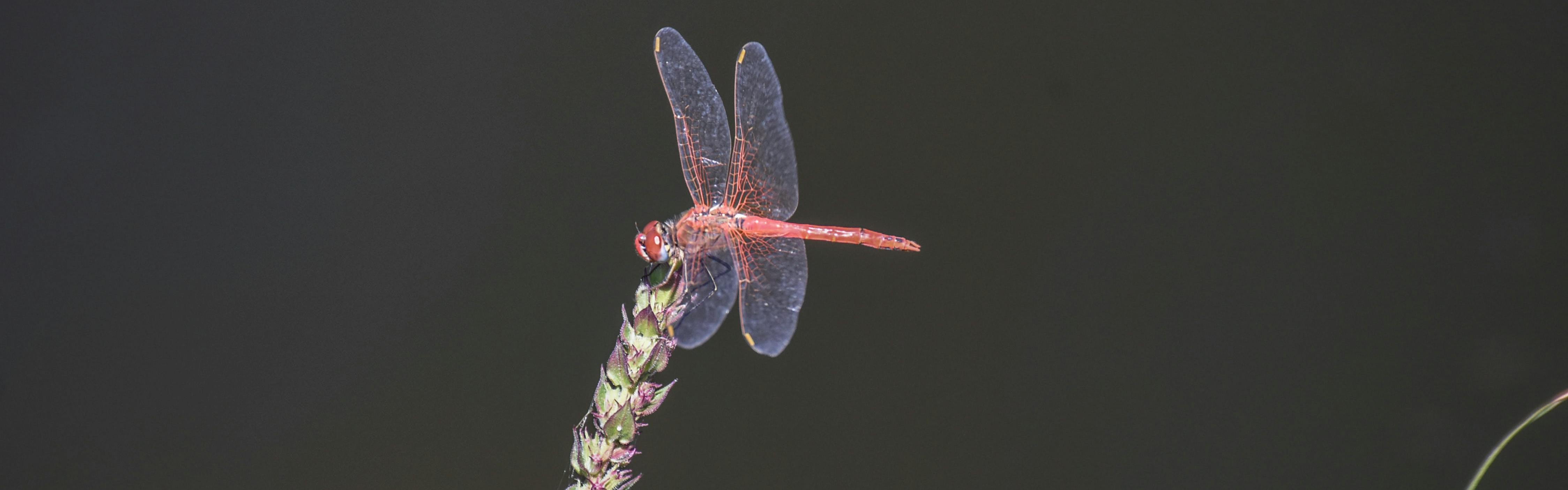 An orange dragonfly sits on the tip of a conical plant in front of a black background. 