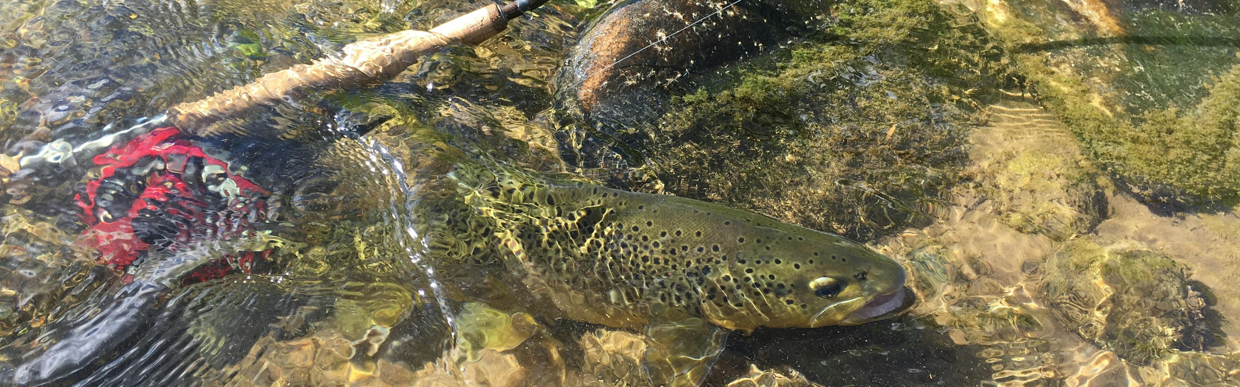 Fish in stream next to a fishing rod
