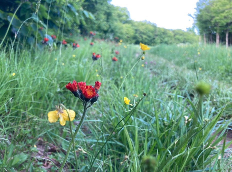 Close up of some yellow and red wildflowers with a trail visible in the background. 