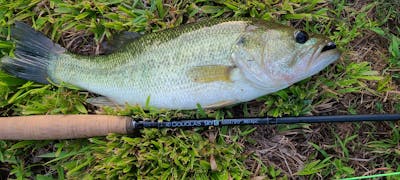 A fish laying next to the Douglas Sky G Fly Rod. 