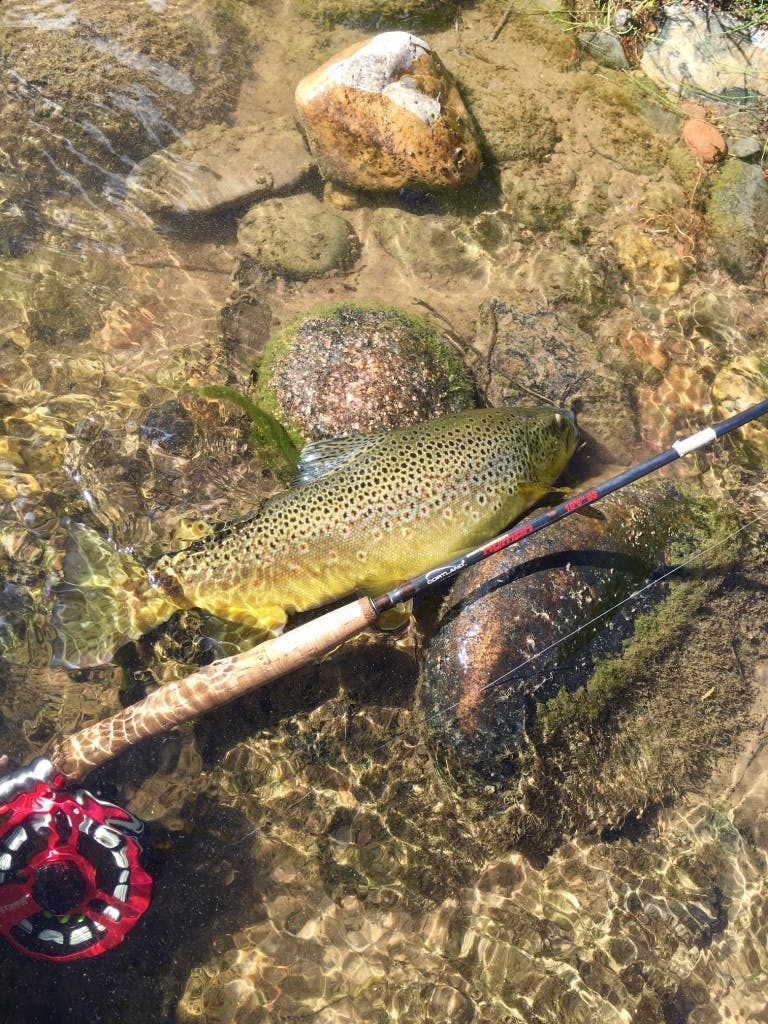 A fish in the water next to a fly fishing rod