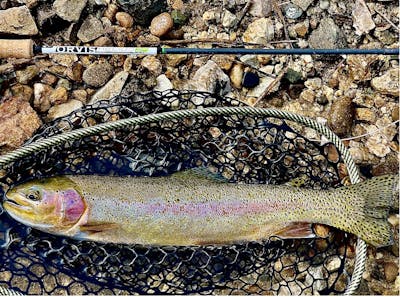 A trout sitting in a net and the Orvis Helio 3F Fly Rod laying above it.