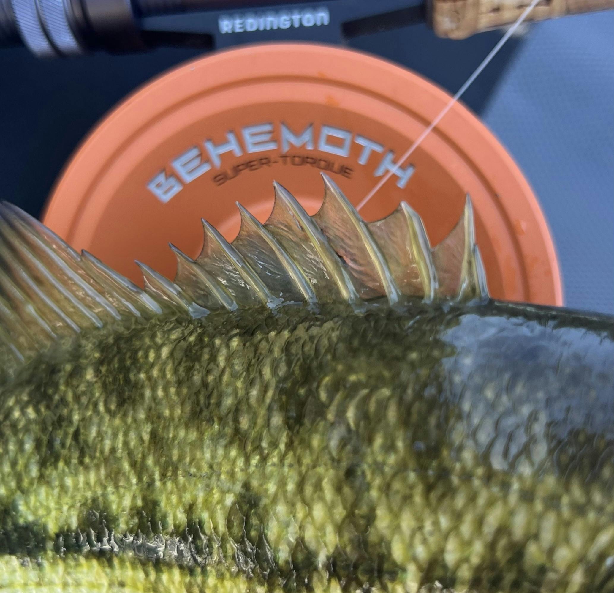 The Redington Behemoth Series Fly Reel that can be seen over the top of a bass. 