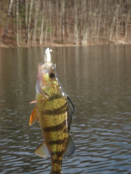 A perch caught by the author is dangling from a hook above a brownish pond. 