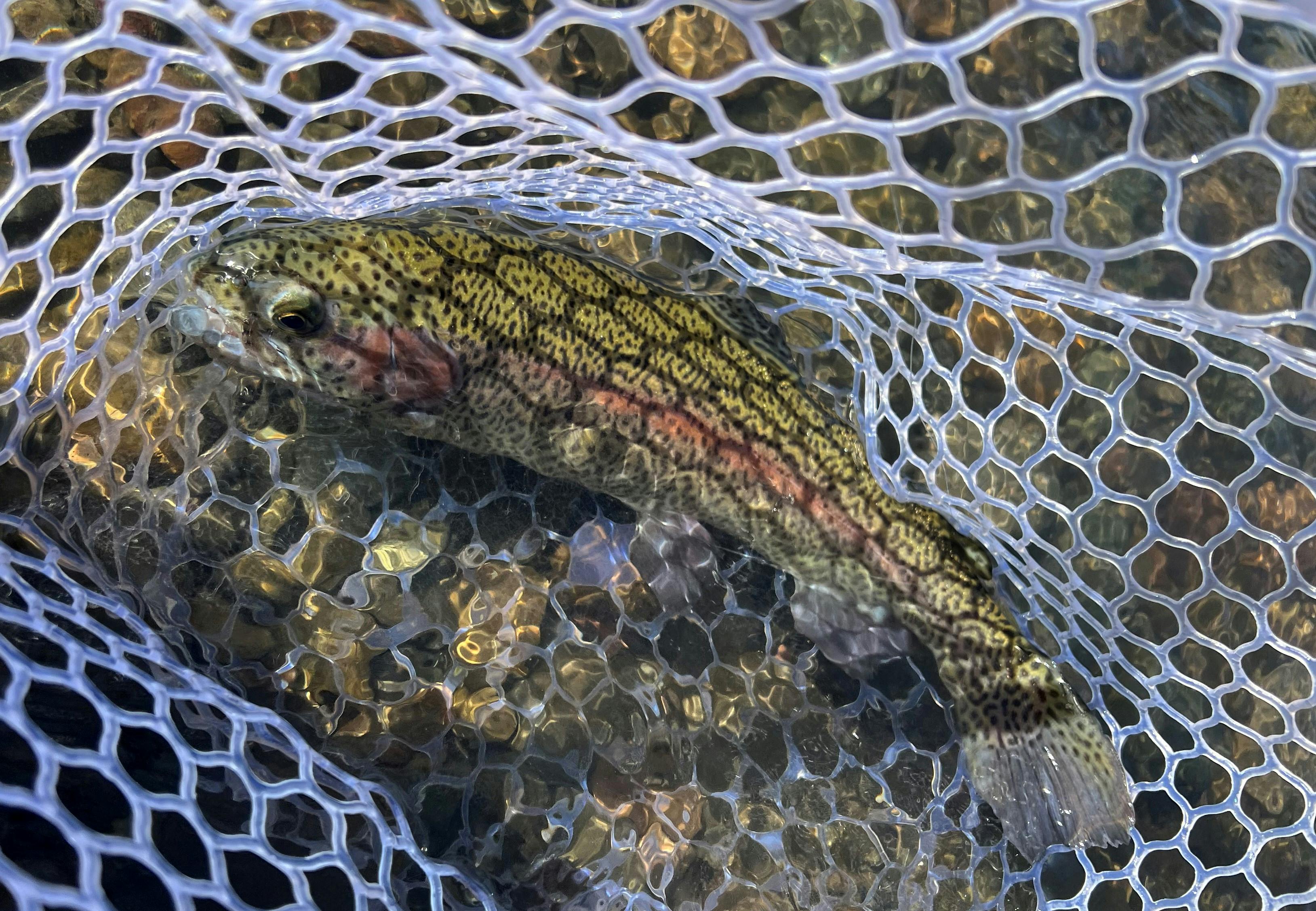 A trout in a net.