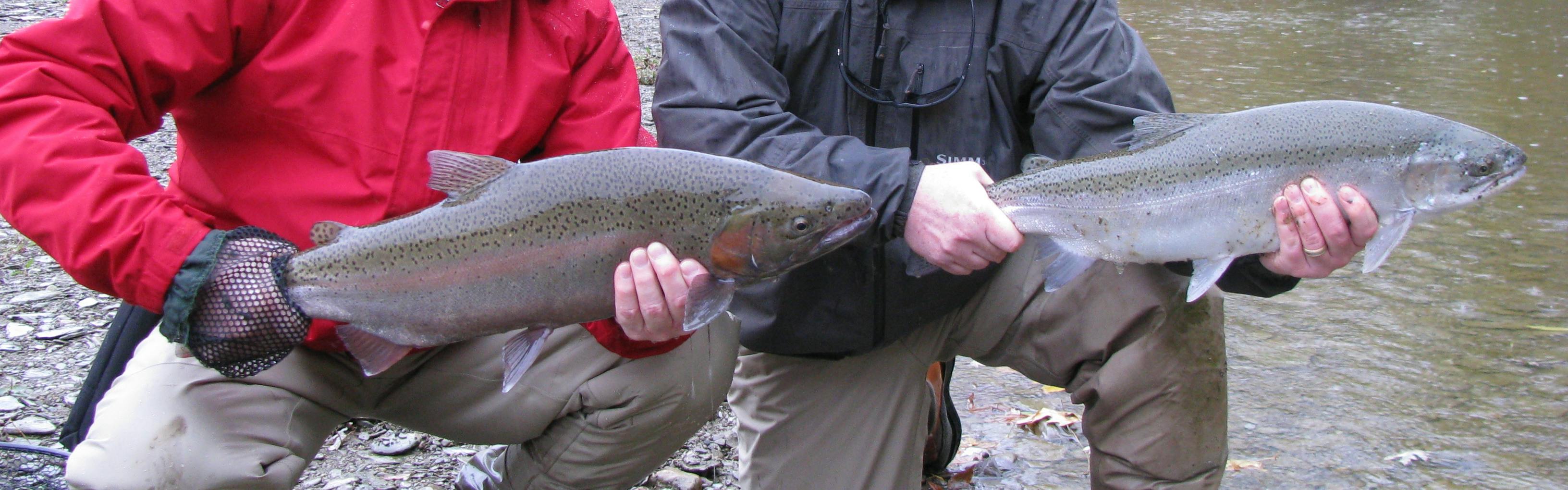 Complete Guide To Fly Fishing For Steelhead: Fly Rigs, Go-To Flies