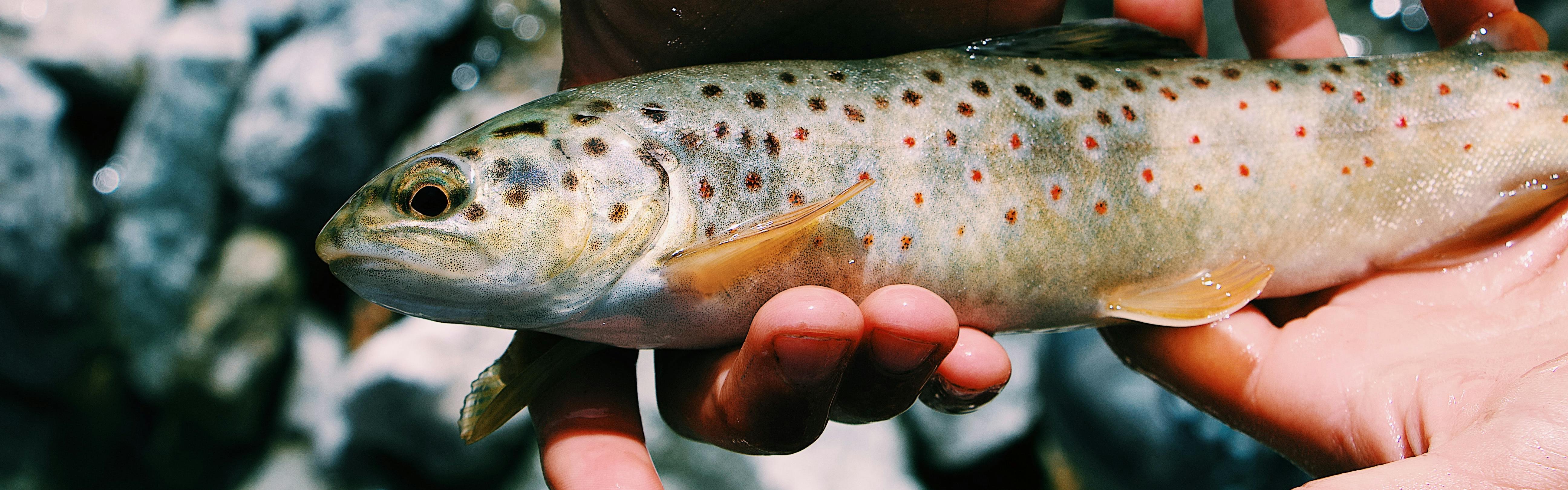 Someone holds a slender trout in their hands above a rocky streambed. 
