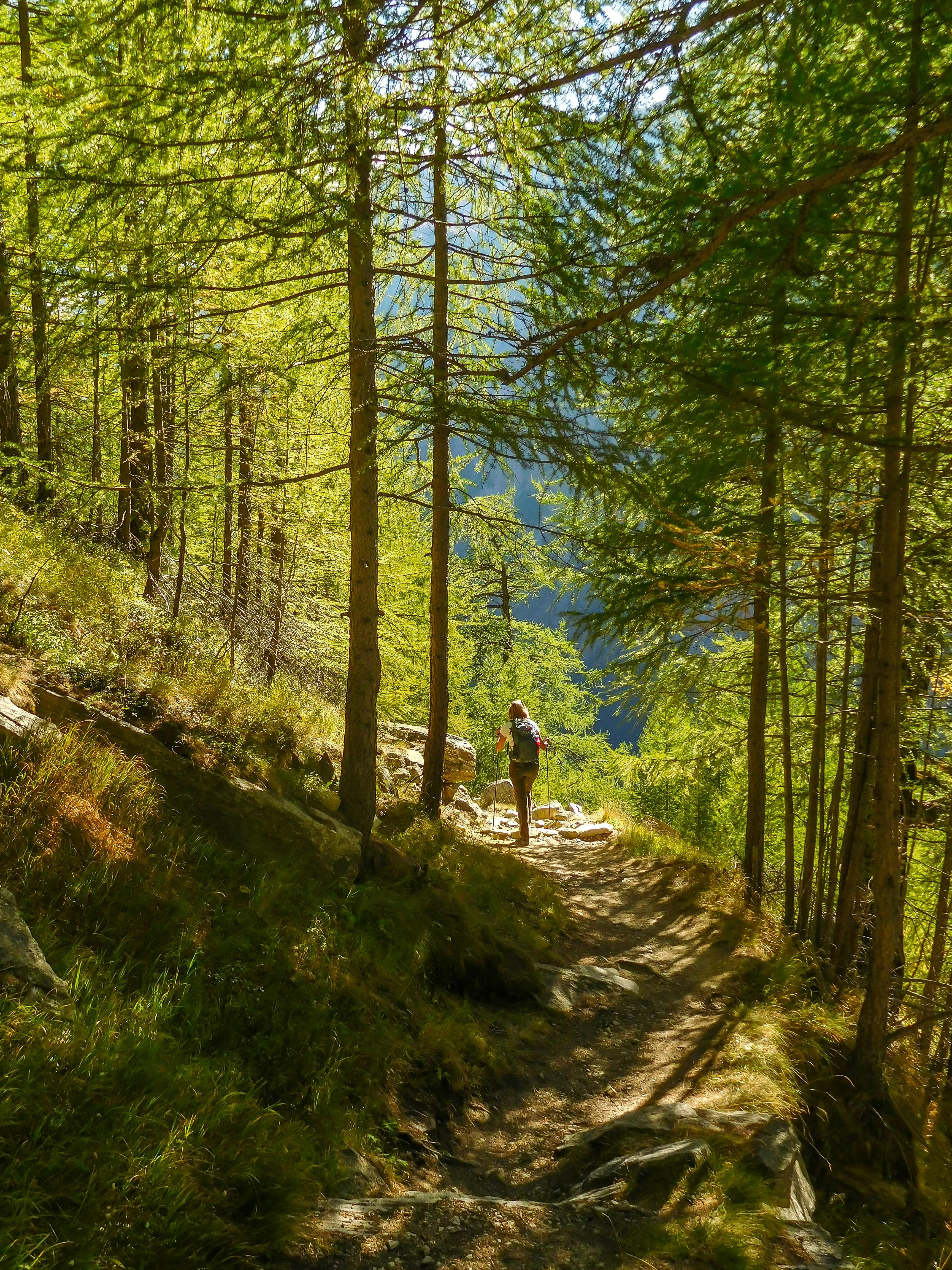 A hiker walks down a tree-lined trail