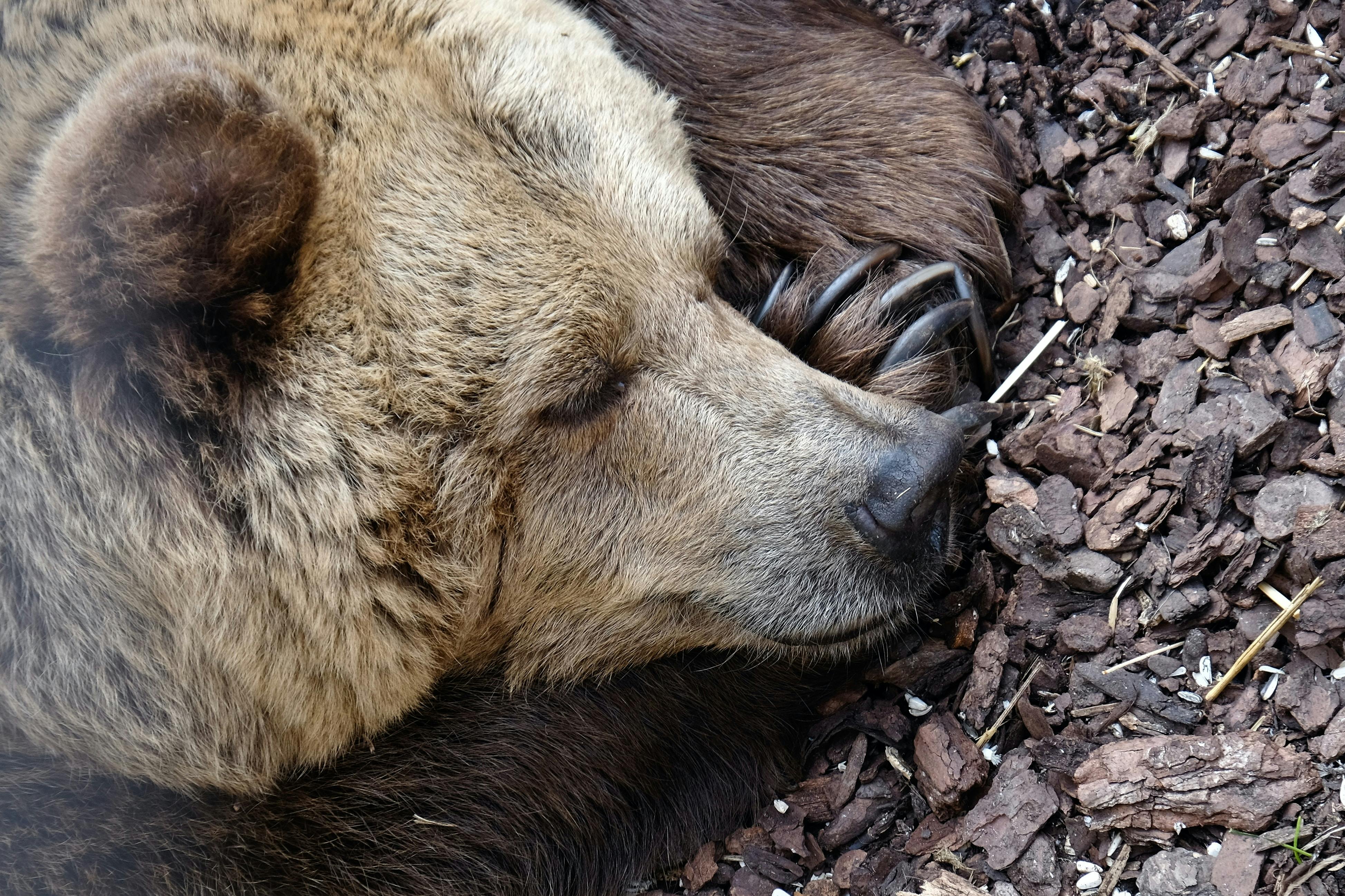 A sleeping bear. 