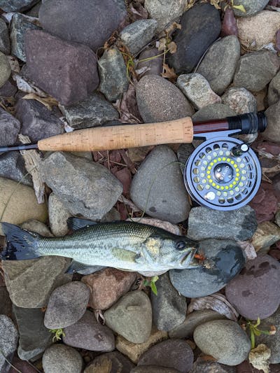 The Orvis Battenkill Fly Reel laying next to a fish.