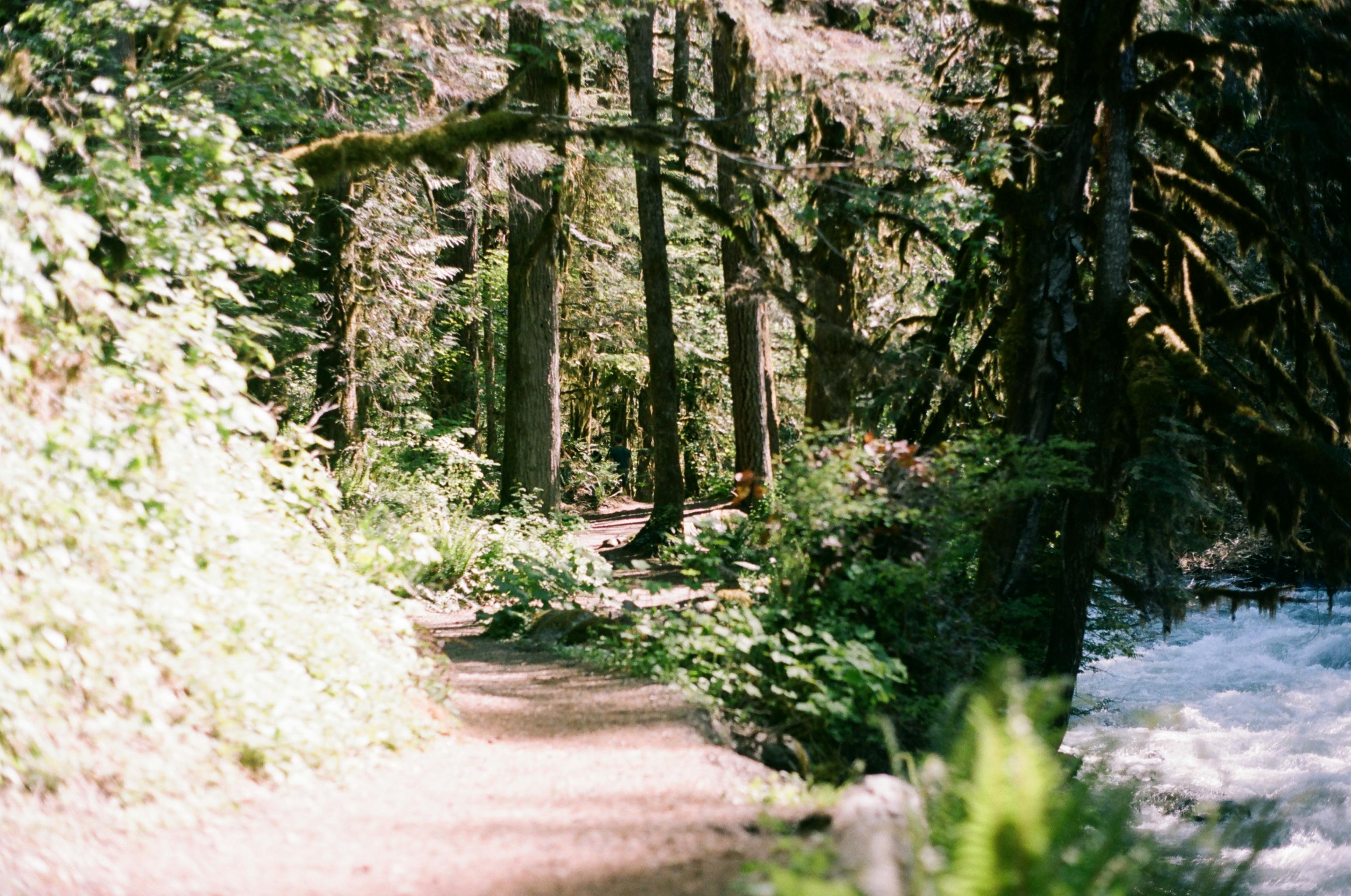 A path winding alongside a river through a leafy green forest