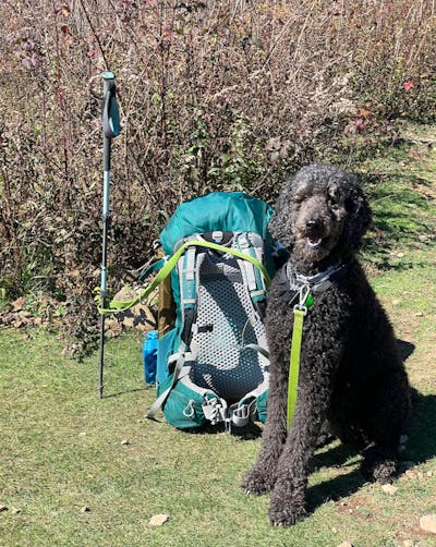 A  black dog sitting next to a backpack. 