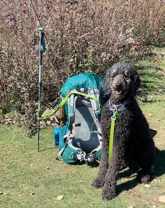 A  black dog sitting next to a backpack. 