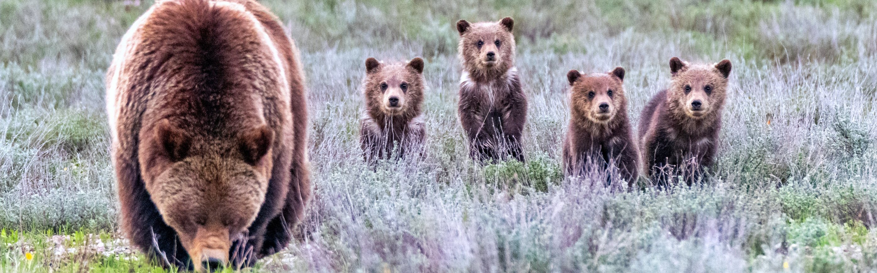 A mama bear with four baby bears