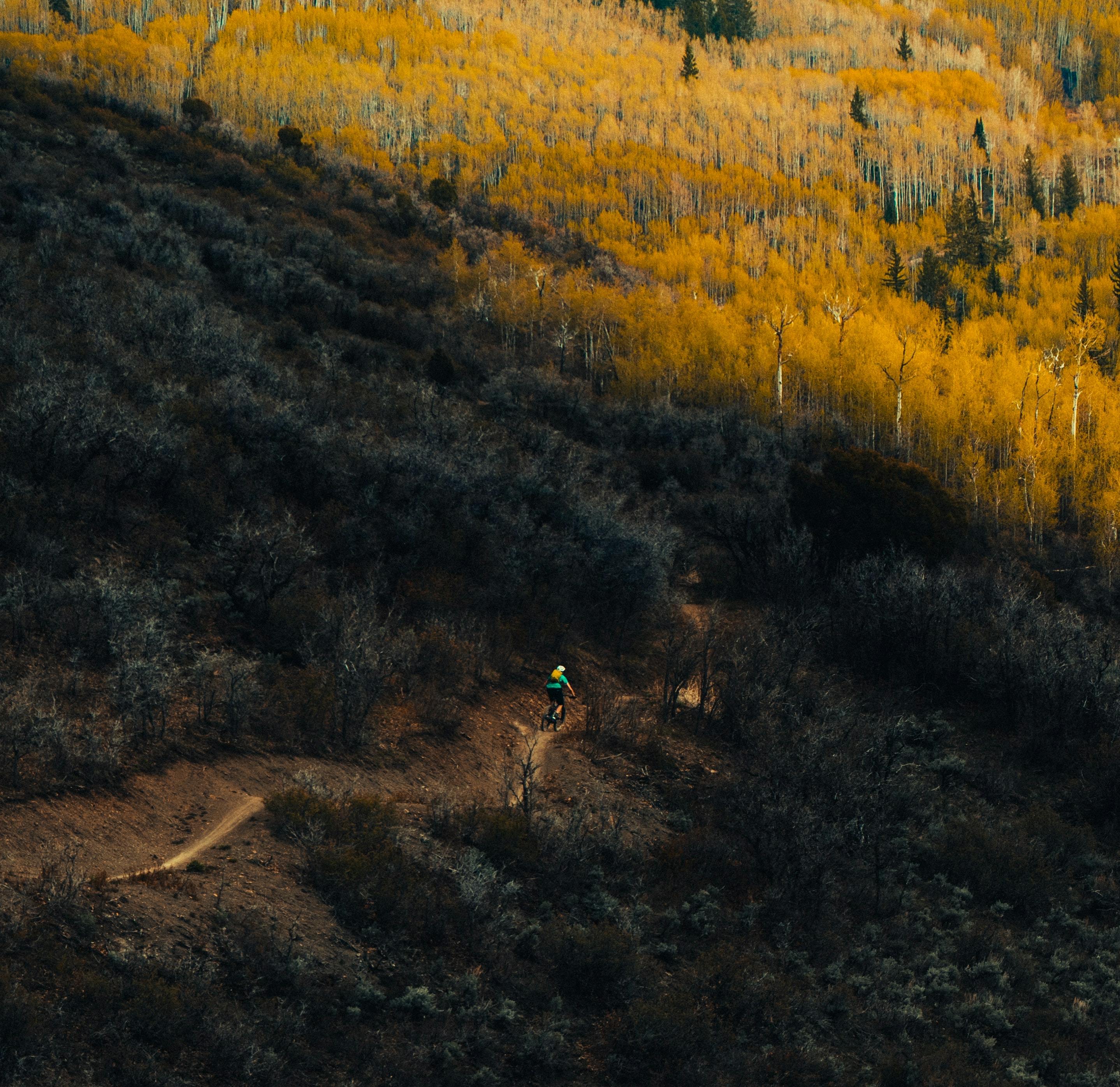 Someone rides a mountain bike down a narrow trail through yellow trees. 