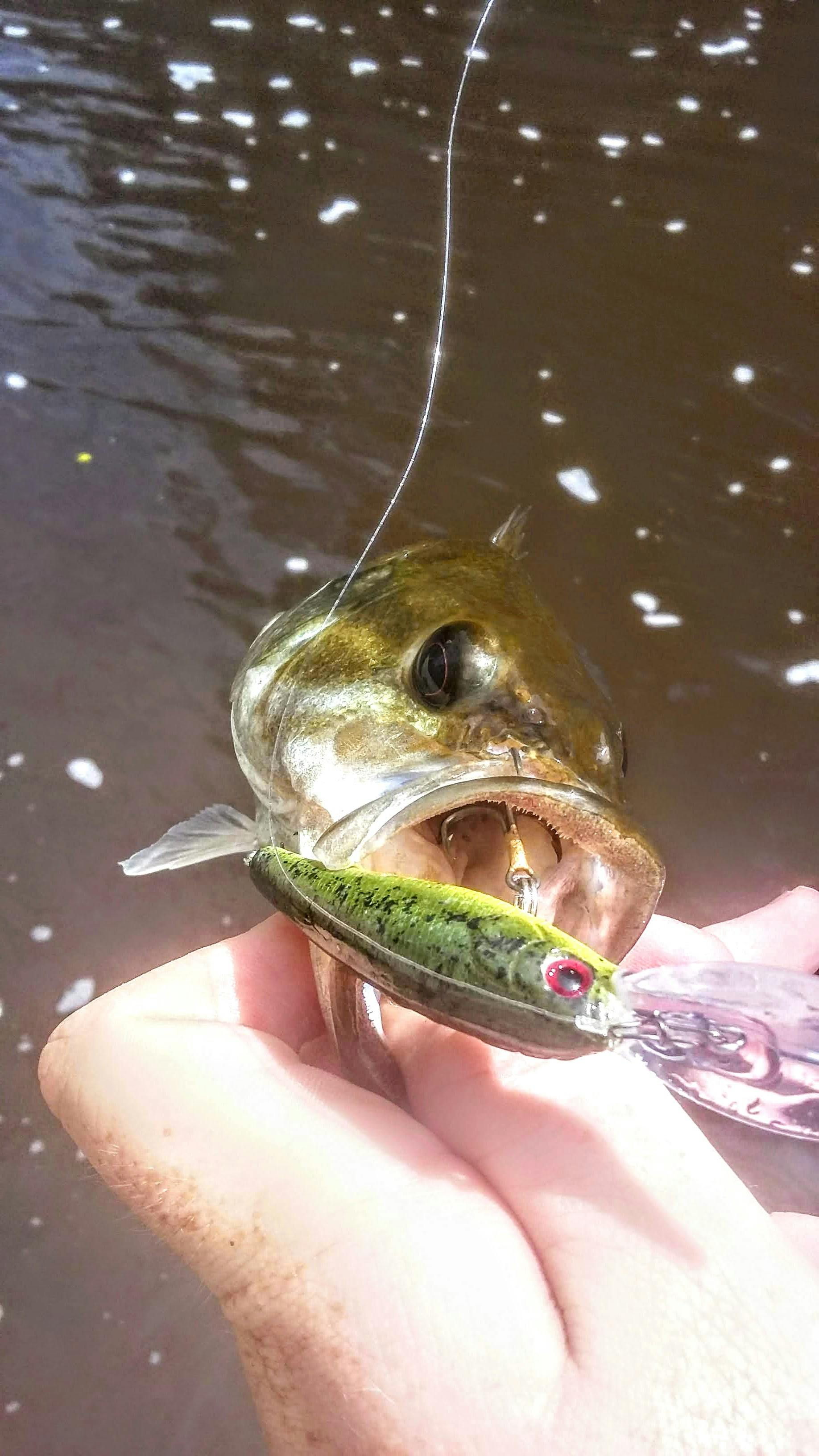 The author holds a small spotted bass by the lower lip. In the fish's upper lip is a green and yellow crankbait. 