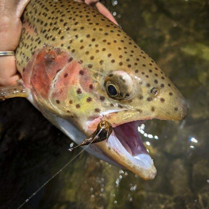 A rainbow trout with a hook in its mouth.