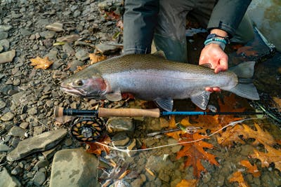A Orvis Helio 3D Fly Rod lying on the ground as someone holds up a fish. 