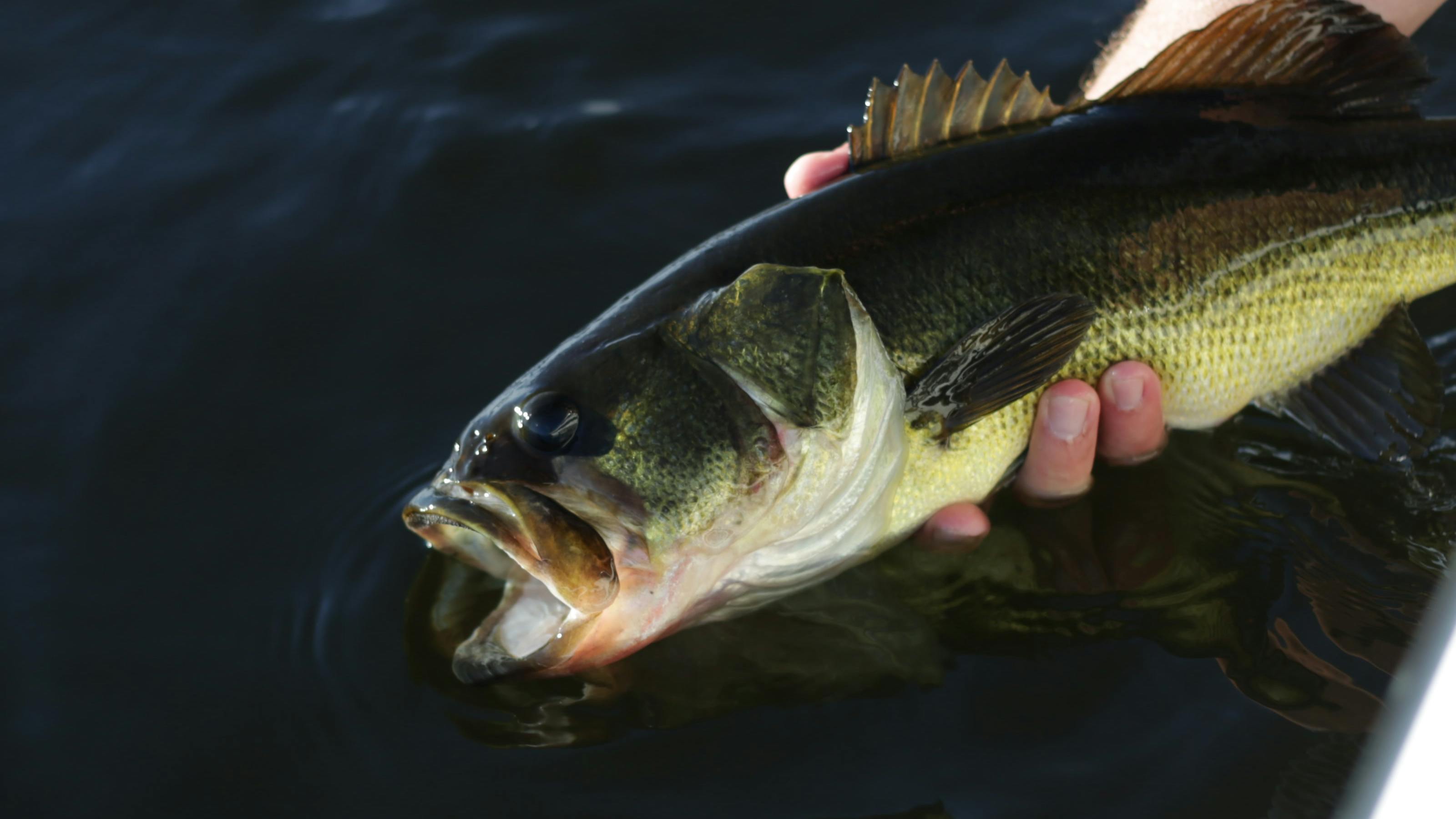 A man holds a bass over water.