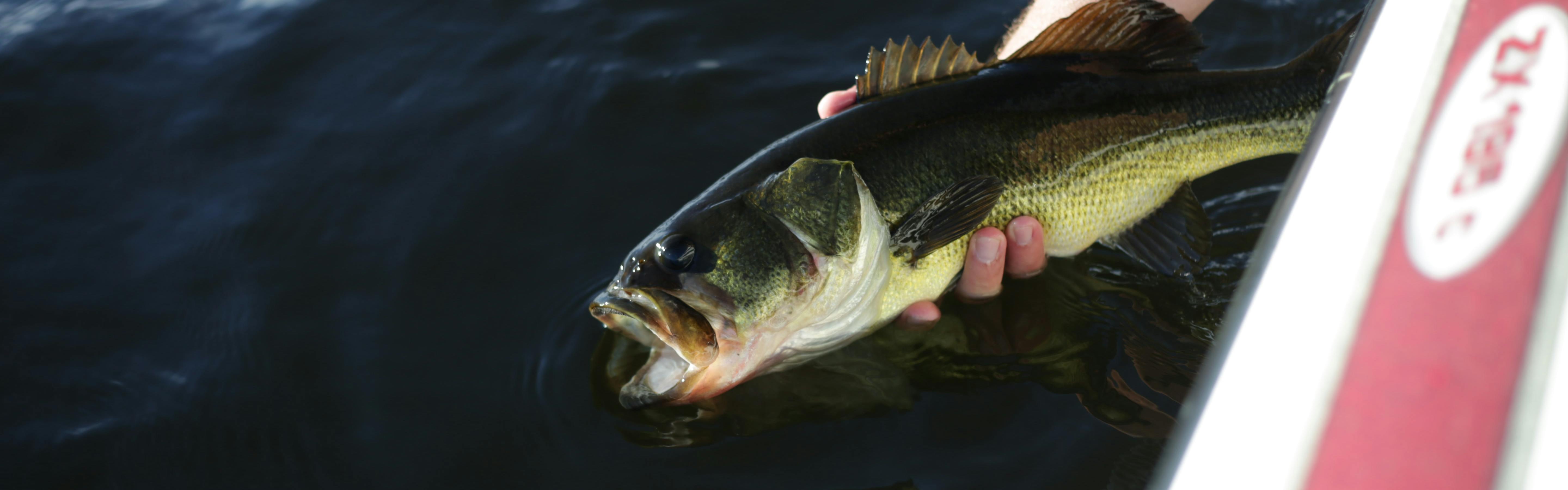 A man holds a bass over water.