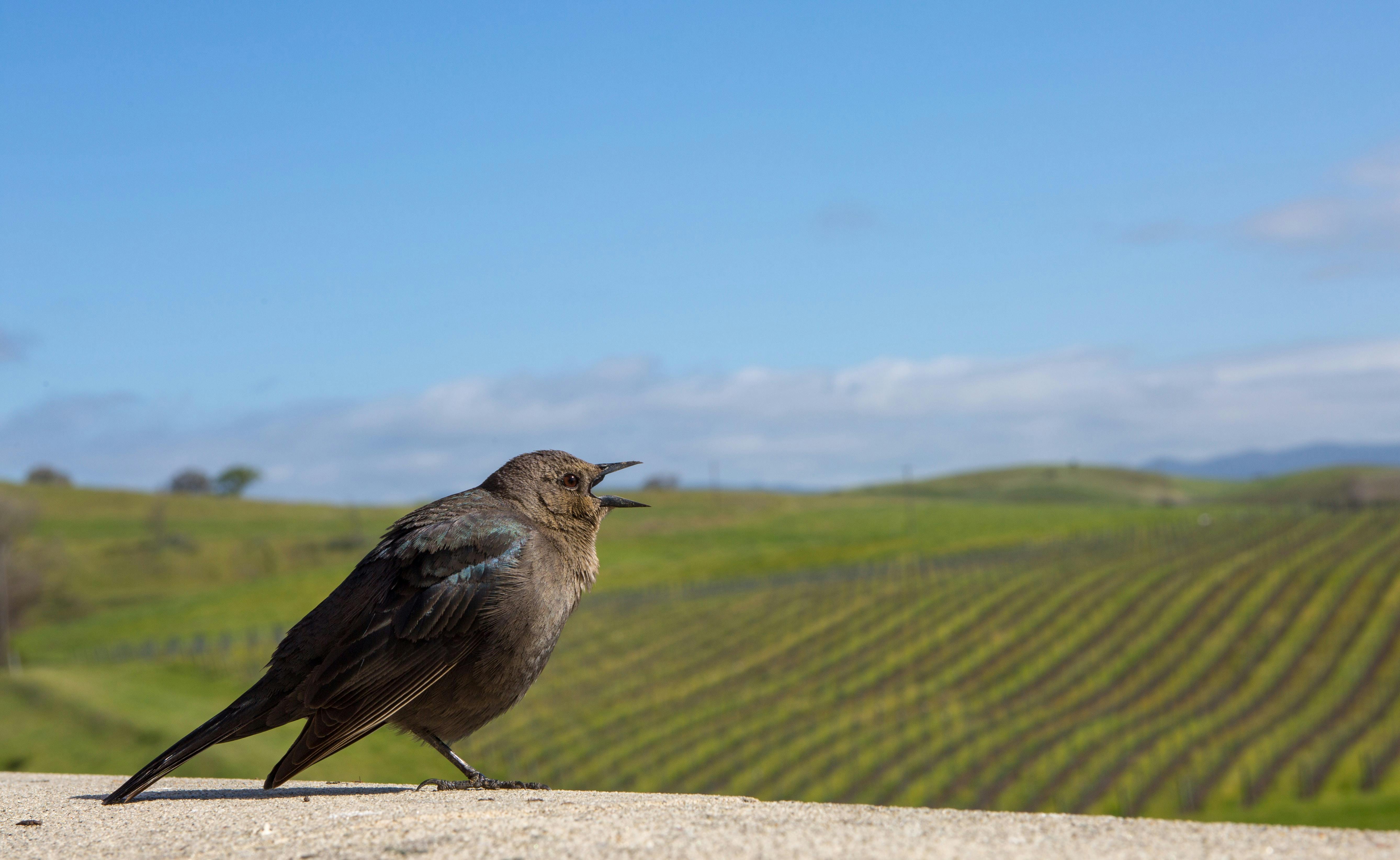 A bird singing with a vineyard in the background