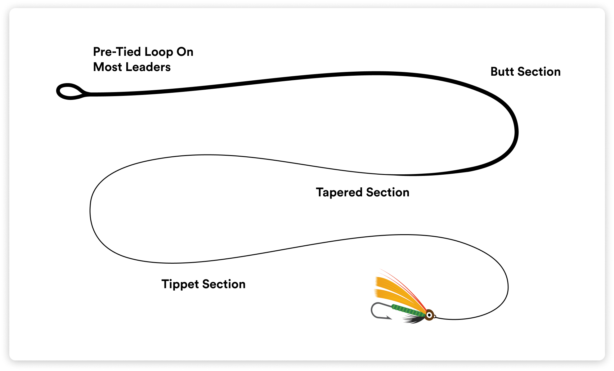 A diagram showing the leader with the taper section and butt section labeled.