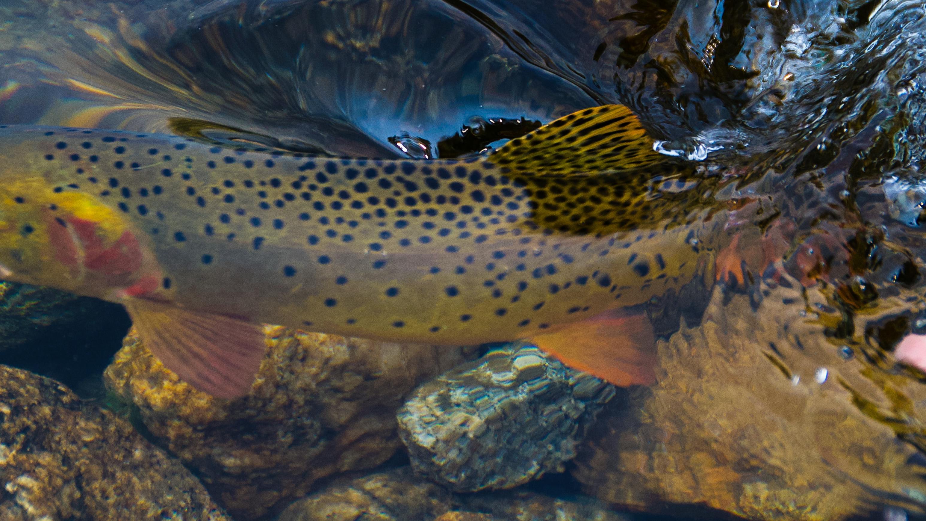 A trout being released into water.